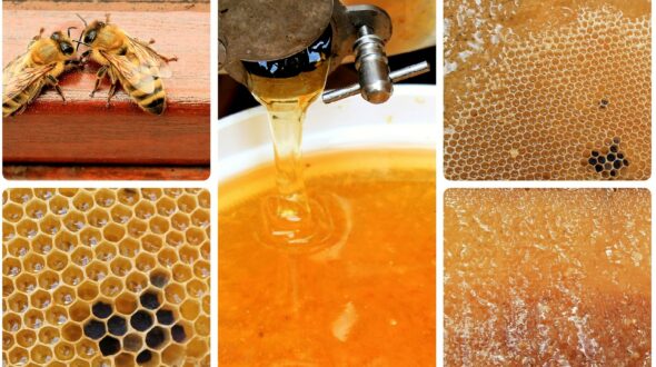Honig zu verkaufen